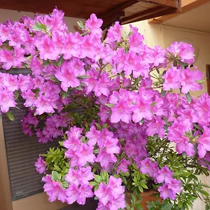 Primettahouse 3*, San Gimignano Włochy
